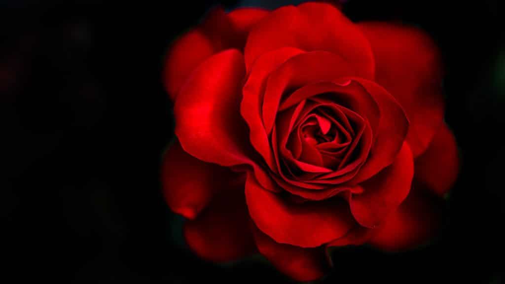 Red Rose